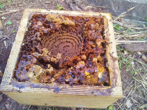 Native Stingless Bee Hive Split - van veen organics