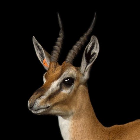 Thomson's Gazelle | National Geographic