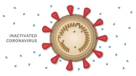 How Bharat Biotech’s Covaxin Vaccine Works - The New York Times