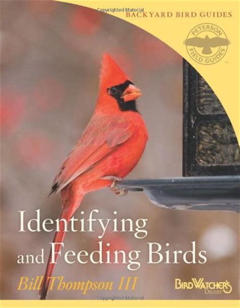 Best Bird Feeding Tips for Winter