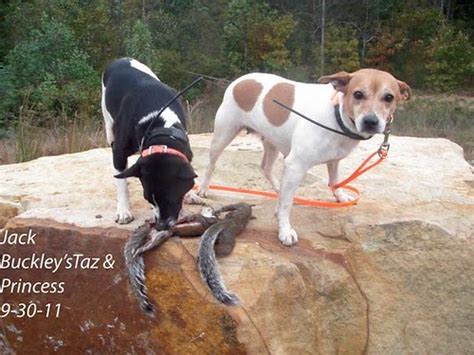 Buckley Mountain Feist Squirrel Dogs: Squirrel dog hunting