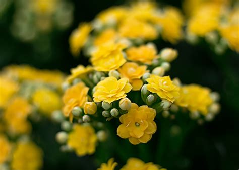 1000+ Beautiful Yellow Flowers Photos · Pexels · Free Stock Photos