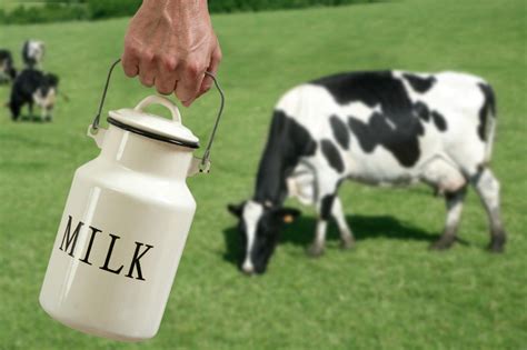 Cow Milk, Packaging Type: Can, Rs 50 /kg H.B. Enterprises | ID: 19548735797