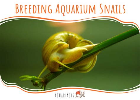 Breeding Aquarium Snails - Aquariadise