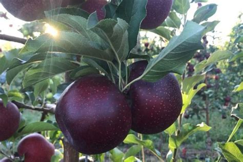 How To Grow The Rare Black Diamond Apple Tree