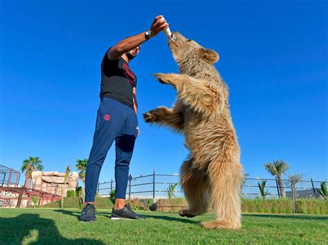 A look inside the Al Buqaish Private Zoo in Sharjah | News-photos – Gulf News