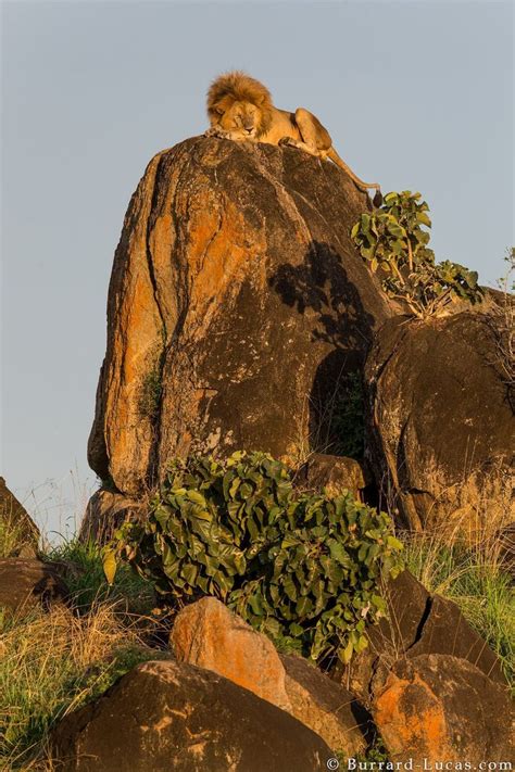 Pride Rock by Wildlife photographer William Burrard-Lucas | Animals ...