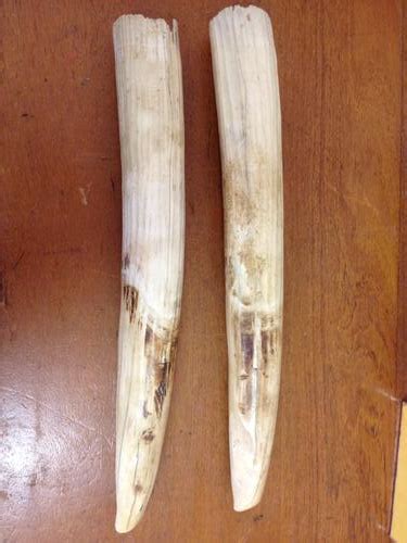 Ivory & Bone - A pair of Ivory hippo tusks/teeth was sold for R3,000.00 ...