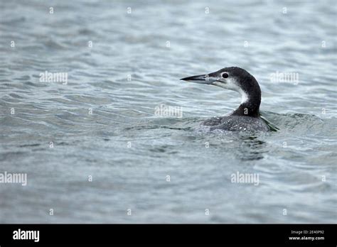 Great northern diver winter plumage hi-res stock photography and images ...