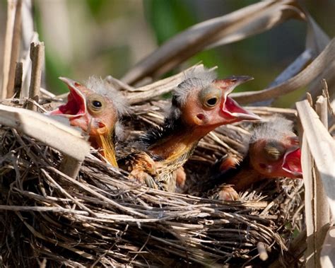 Red-Winged Blackbird Facts, Habitat, Diet, Life Cycle, Baby, Pictures