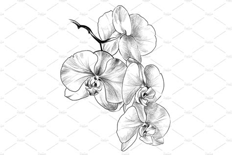 Pencil drawing Orchid flowers | Geometric orchid tattoo, Orchid drawing, Flower drawing