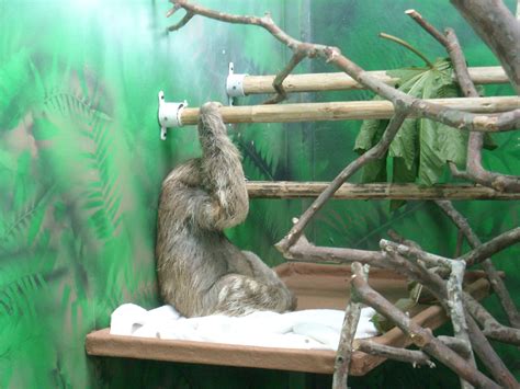 Sloth Sanctuary