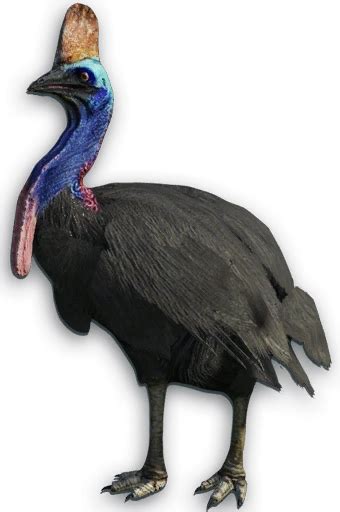 Cassowary Memes - Imgflip