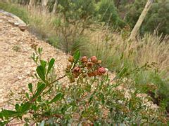 Category:Dodonaea viscosa (flowers) - Wikimedia Commons