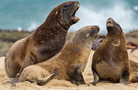 New Zealand sea lion/pakake/whakahao: New Zealand marine mammals