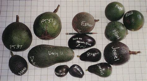 Xtremehorticulture of the Desert: Avocados for the Cold Desert?