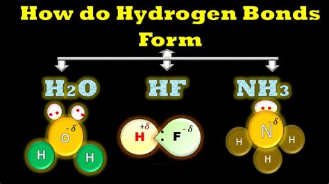 How do Hydrogen bonds form | in H2O| NH3 | HF| Hydrogen Bonding Examples | Digital Kemistry ...