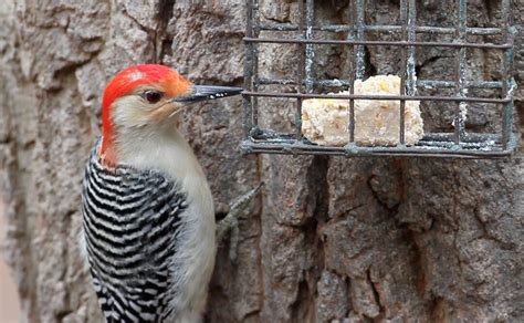 What's That Bird at Your Suet Feeder? | Audubon