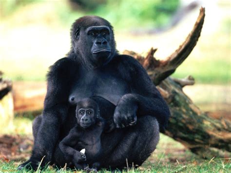 Encyclopaedia of Babies of Beautiful Wild Animals: The Baby Gorilla