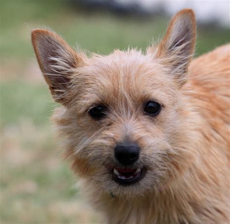 Australian Terrier Breed Guide - Learn about the Australian Terrier.