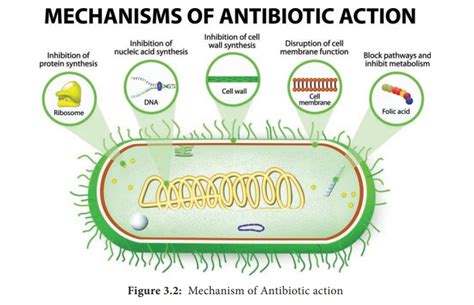 Mode of Action of Antibiotics - Microbiology