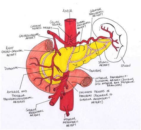 Anatomy Of Superior Mesenteric Artery | MedicineBTG.com