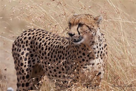 Fotografía Cheetah - Duma,(plano americano) de Graciela Tejeda Boglic en FotoNat.org