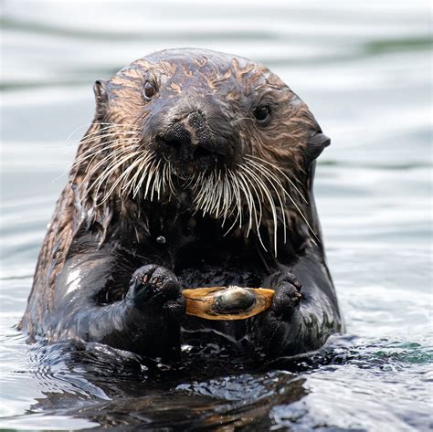 Furry engineers: sea otters in California's estuaries surprise ...