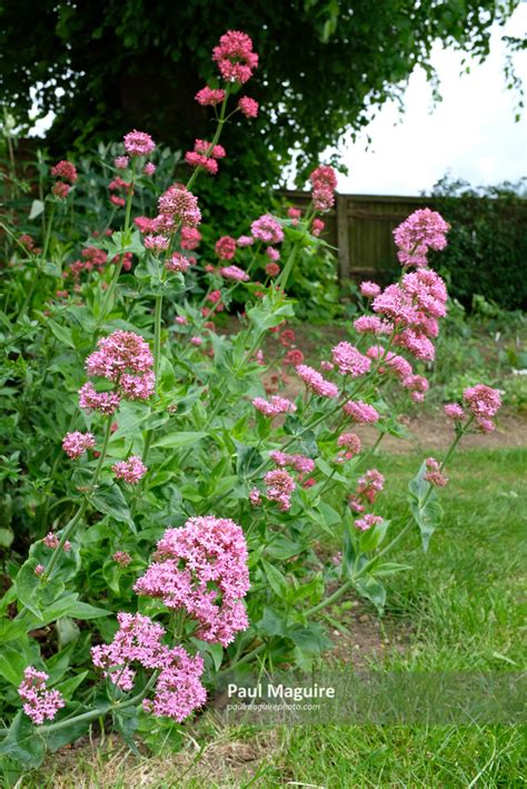 Stock photo - Valerian plant growing - Paul Maguire