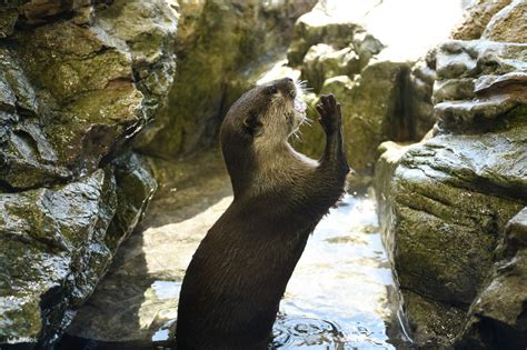 Enoshima Aquarium Ticket in Fujisawa - Klook United States