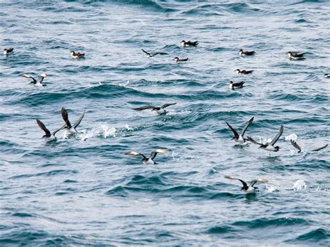 Manx Shearwater Bird Facts (Puffinus puffinus) | Birdfact