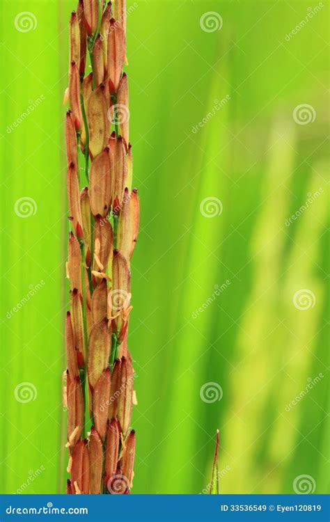 Rice Paddy stock image. Image of conservation, green - 33536549