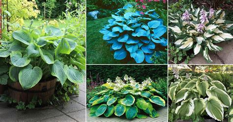 59 Types of Hostas | Different Hosta Varieties | Balcony Garden Web