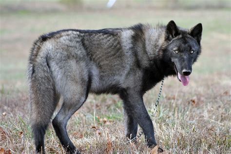 The Black Tundra Wolf Full Information 2022- Animals Home ...