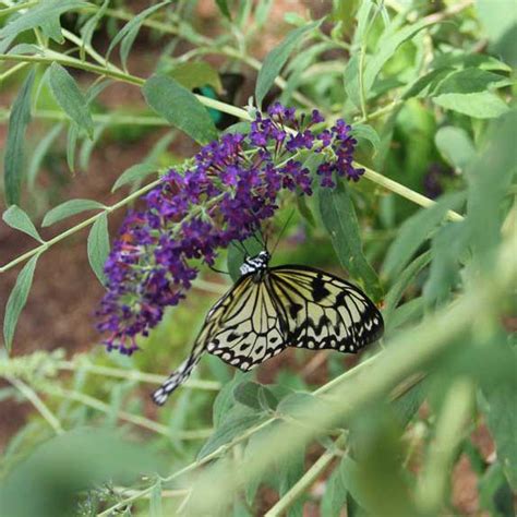 Butterfly Wonderland in Scottsdale, Arizona