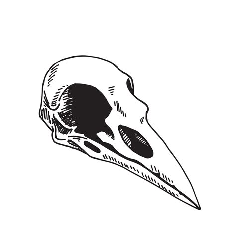 Simple Raven Skull Drawing