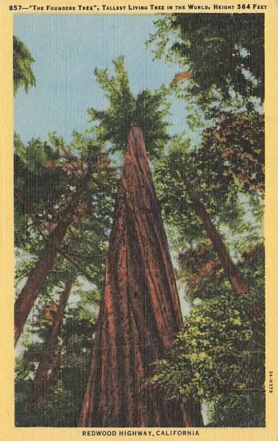 C1940 THE FOUNDERS Tree Tallest Living Tree In World Redwood Highway CA $9.99 - PicClick