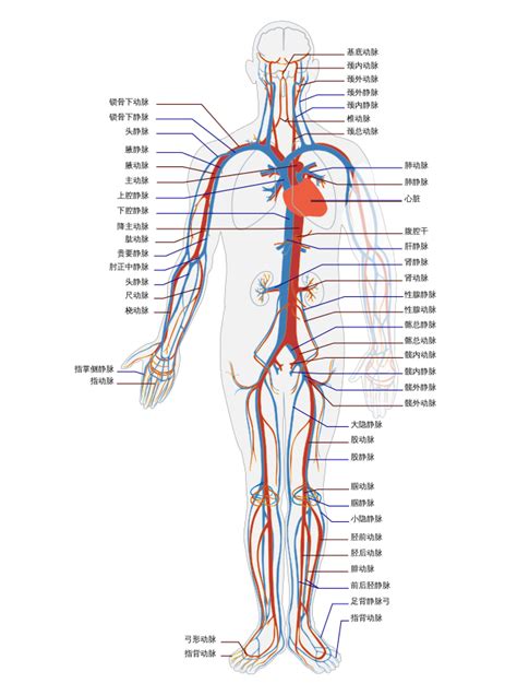 File:Circulatory System zh.svg - Wikimedia Commons