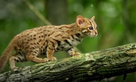 The World's Smallest Cat Species - Neatorama