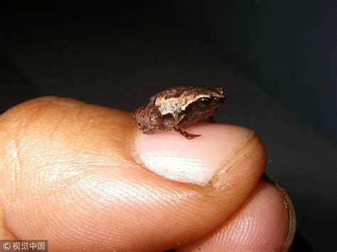 Meet 'Mini mum', one of the world’s smallest frogs - CGTN