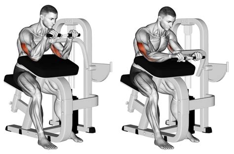 Machine Triceps Extension – Muscles Worked, How-To, Benefits, and Alternatives ~ healthtasy.com