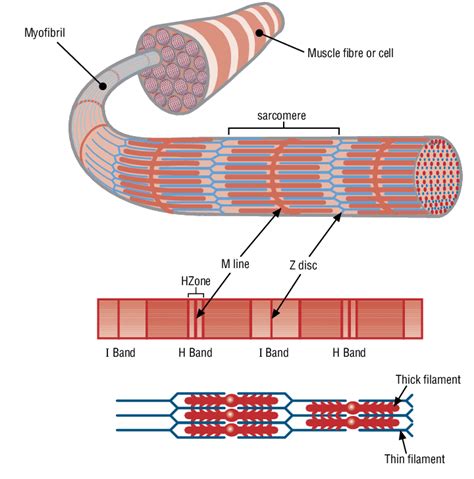 6 Muscle structure including actin (thin filament) and myosin (thick ...