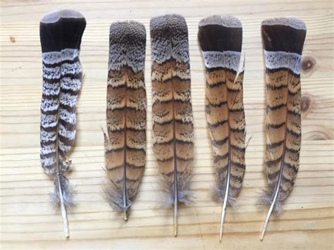 Ruffed Grouse Feathers by AdvidFeathers on DeviantArt