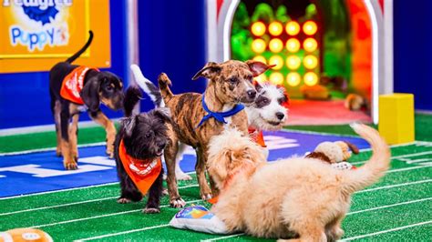 Puppy Bowl referee says dogs with special needs are participating this year | CNN