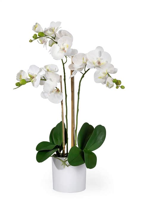 Buy Serene Spaces Living 3 White Realistic Phalaenopsis Orchids in Pot ...