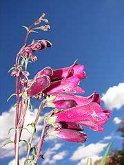 Category:Old Parliament House Gardens - Wikimedia Commons