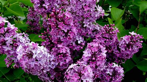 Download Bush Nature Flower Close-up Lilac HD Wallpaper