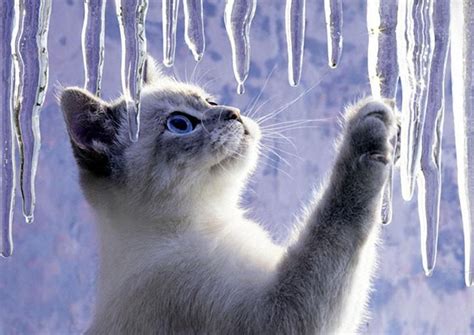 Free Wallpaper Winter Cats | Katten en kittens, Katten, Baby dieren