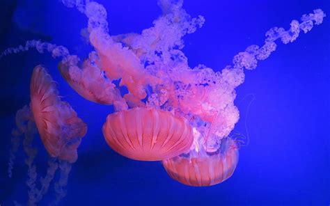 Pink Jellyfish Wallpaper