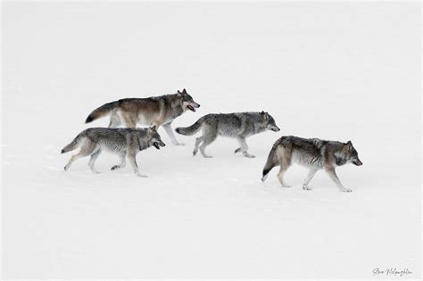 Bow Valley Wolf Pack Print - Mountains and Treasures